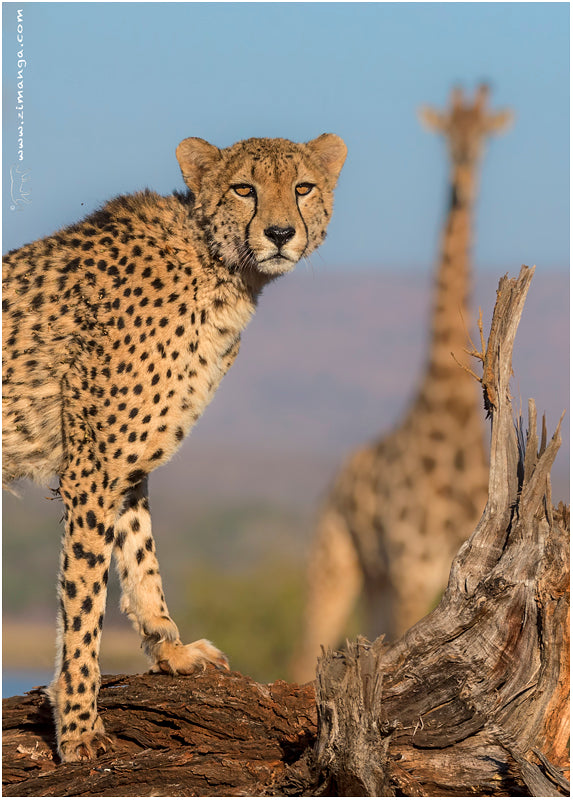 Vehicle Safaris