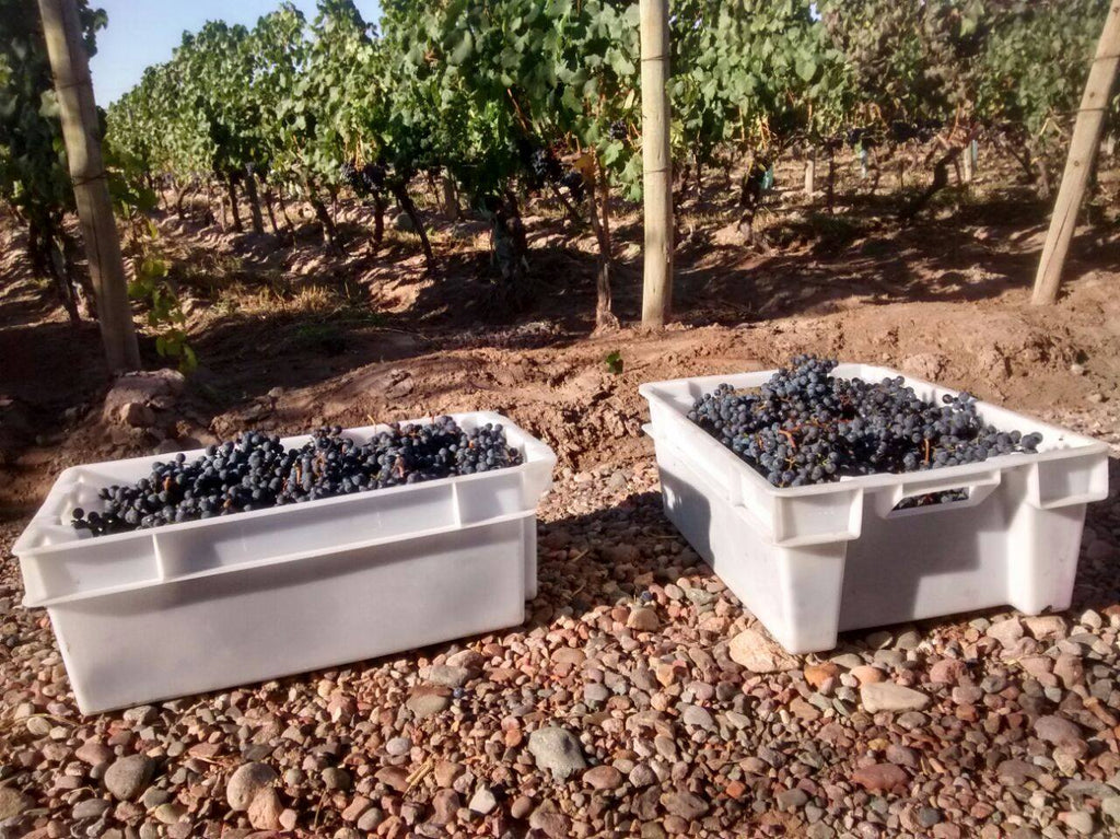 Matervini Winery