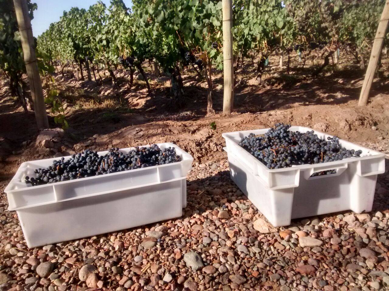 Matervini Winery