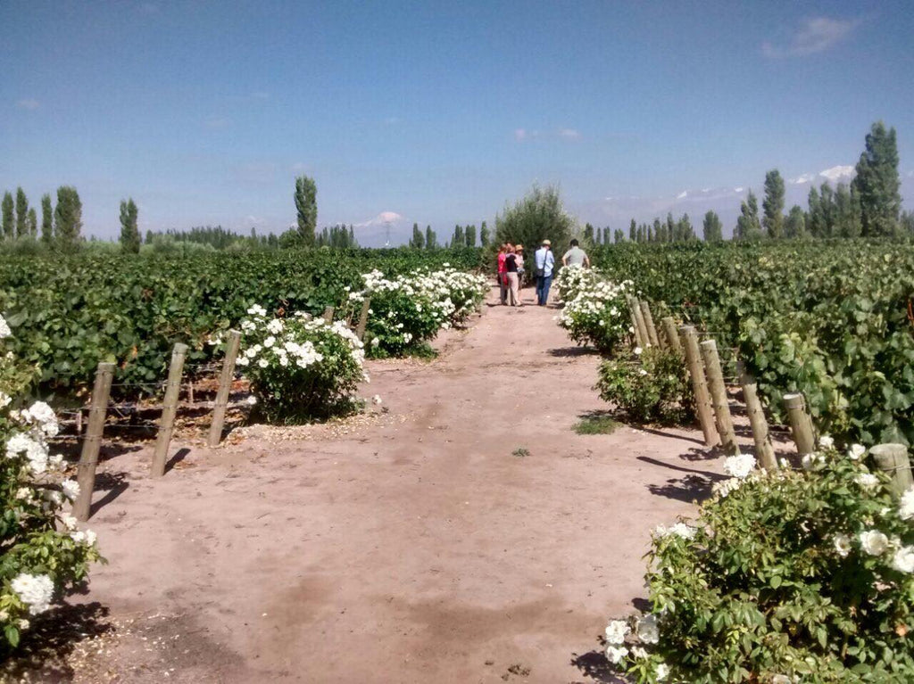 Matervini Winery