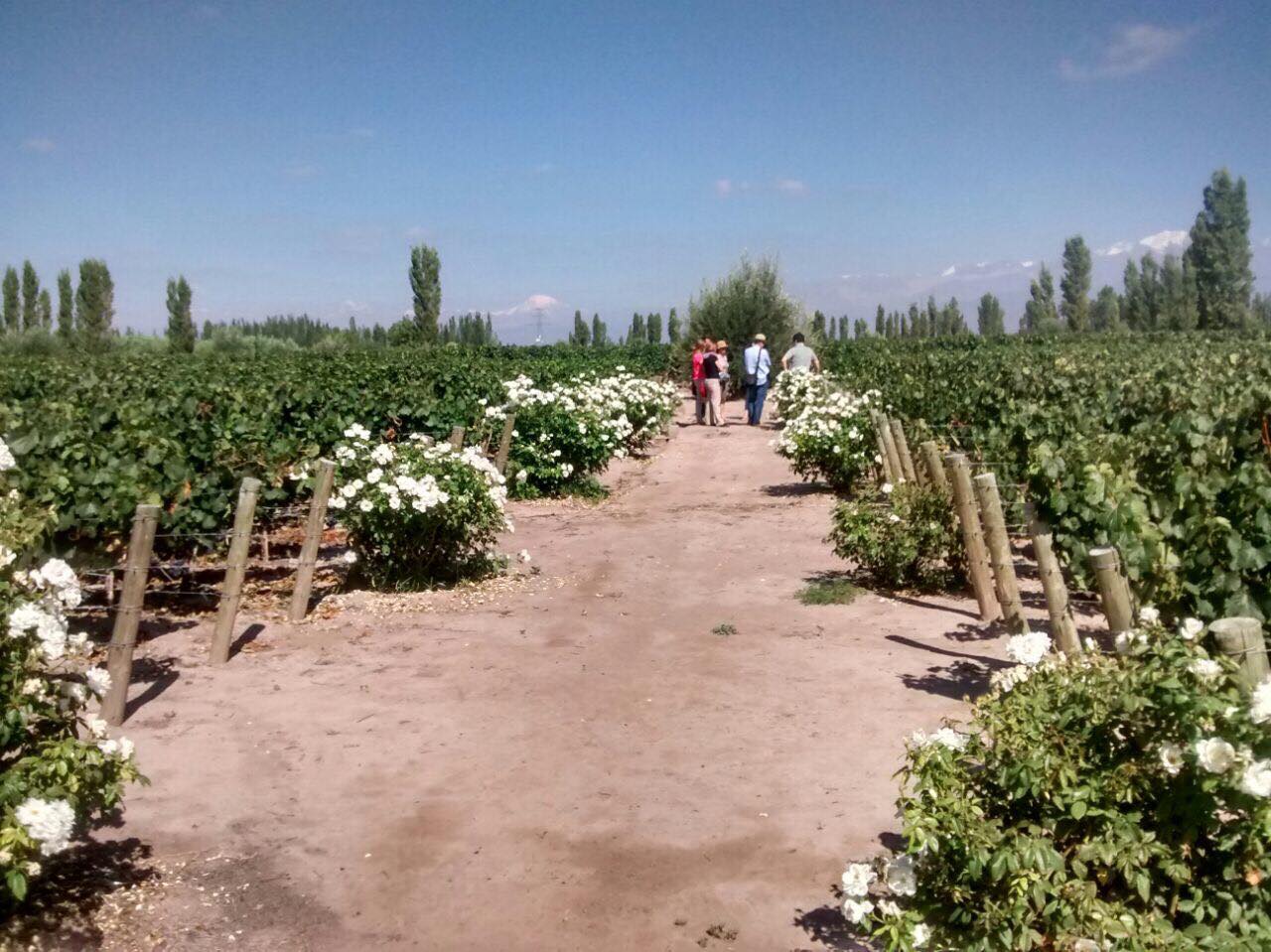 Matervini Winery