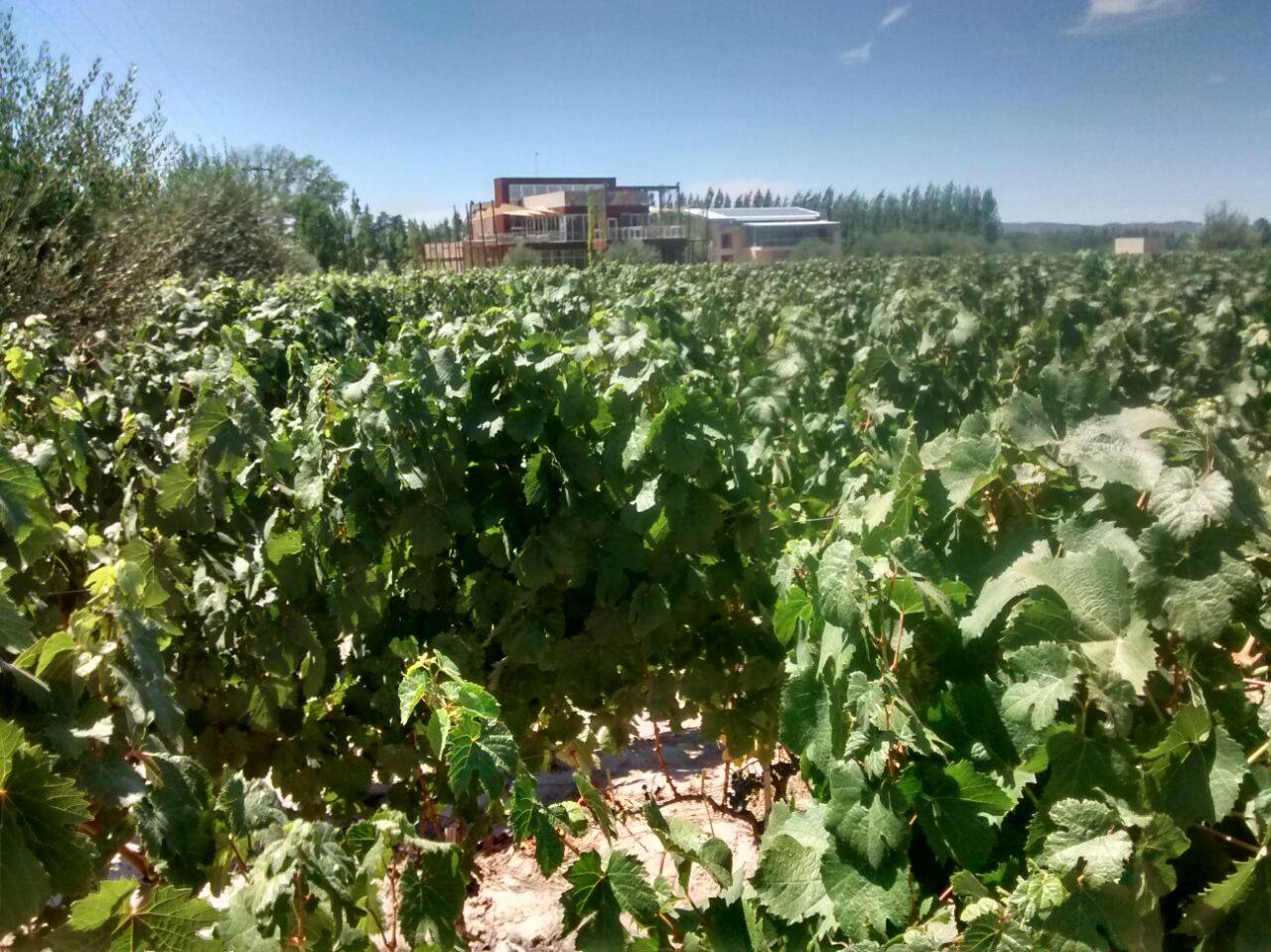 Matervini Winery
