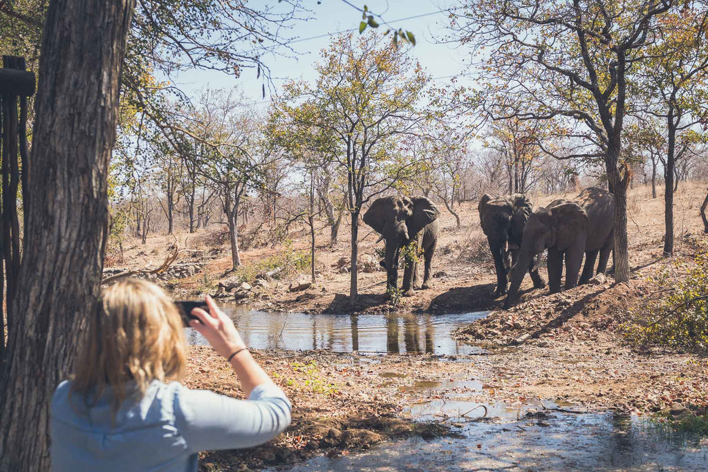 Observing Elephants from the Pool Deck