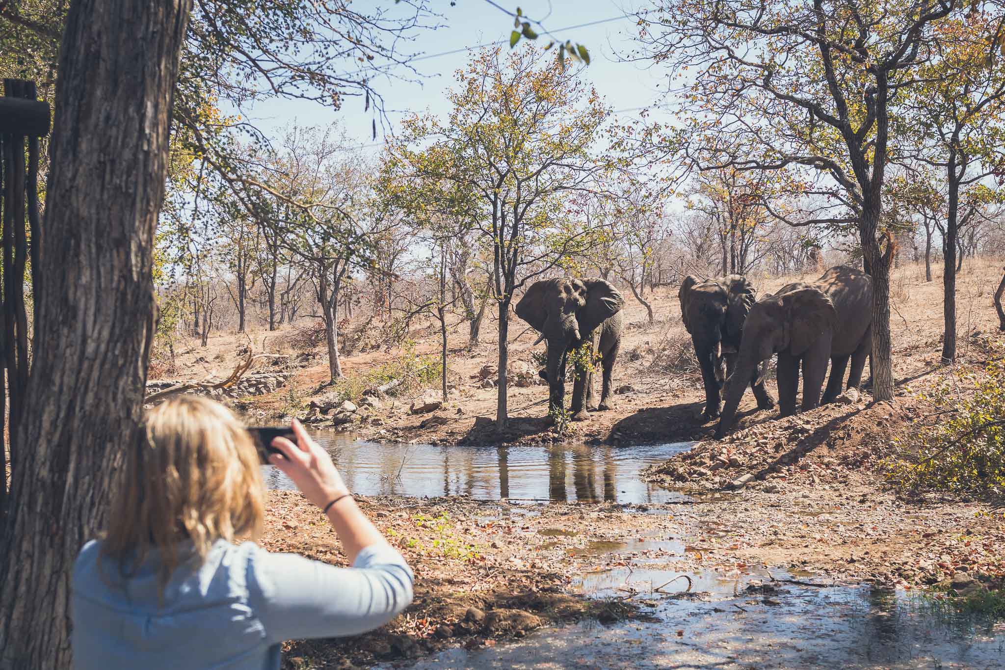 Observing Elephants from the Pool Deck