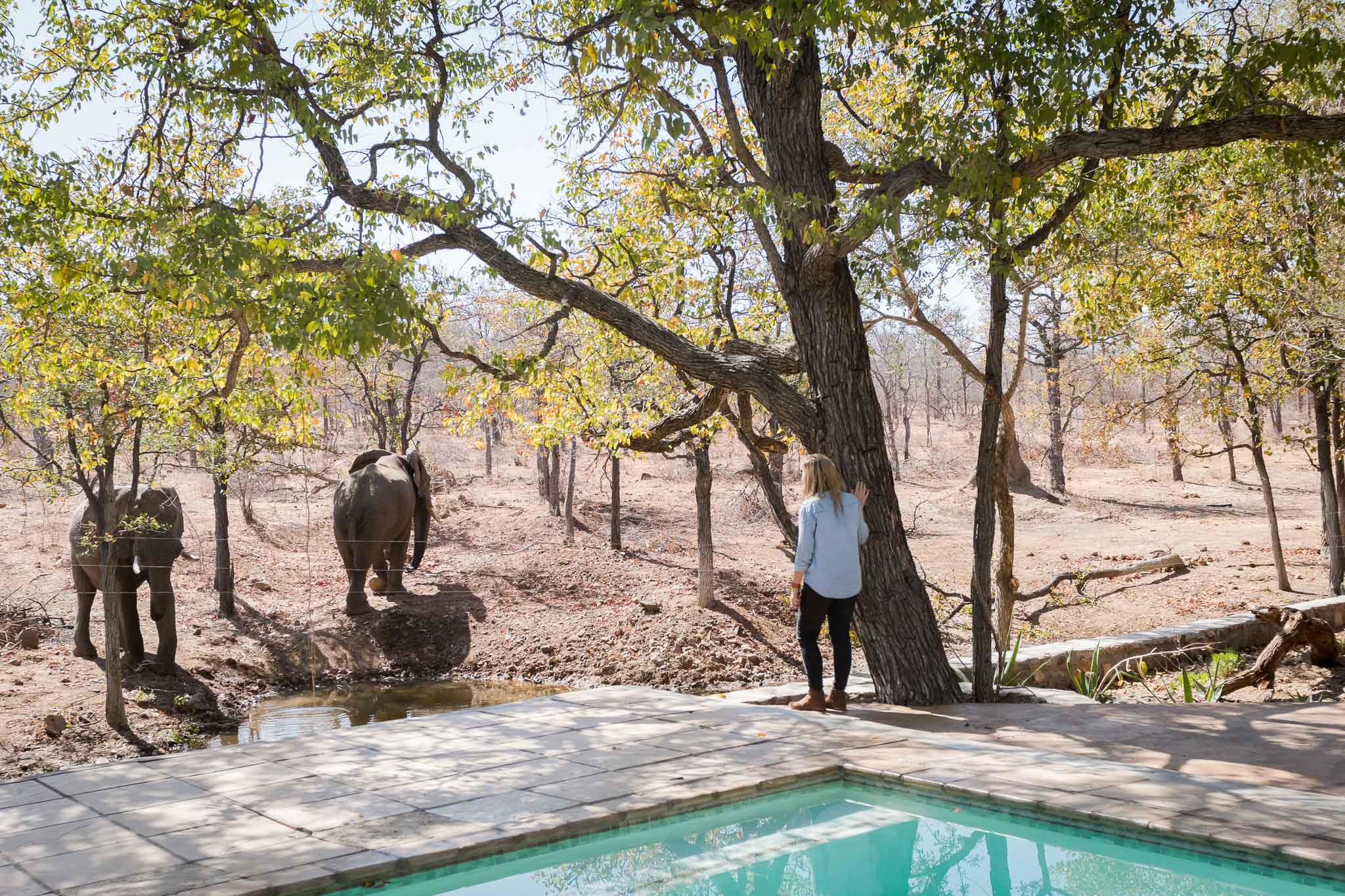 Chacma Bush Camp