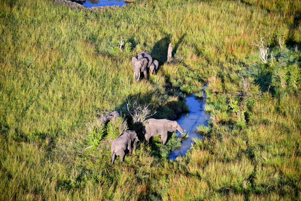 Wildlife