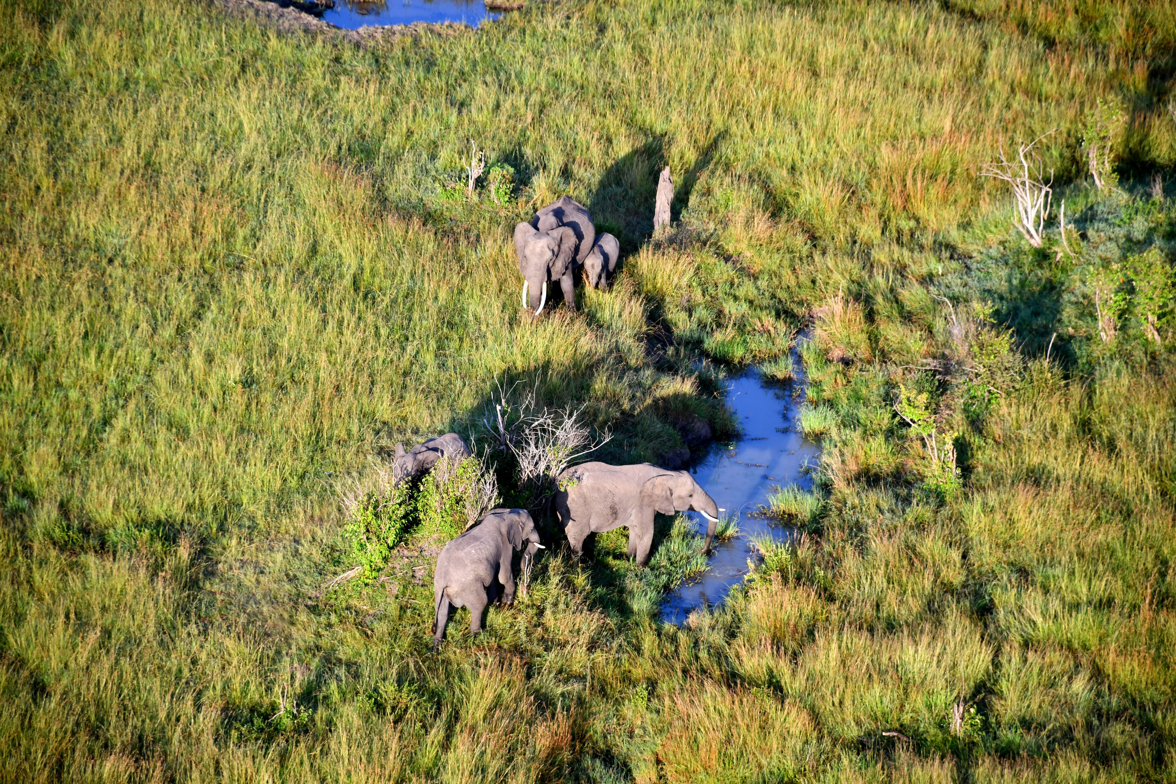 Wildlife