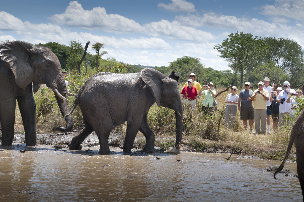 Wild Horizons Elephant Encounter