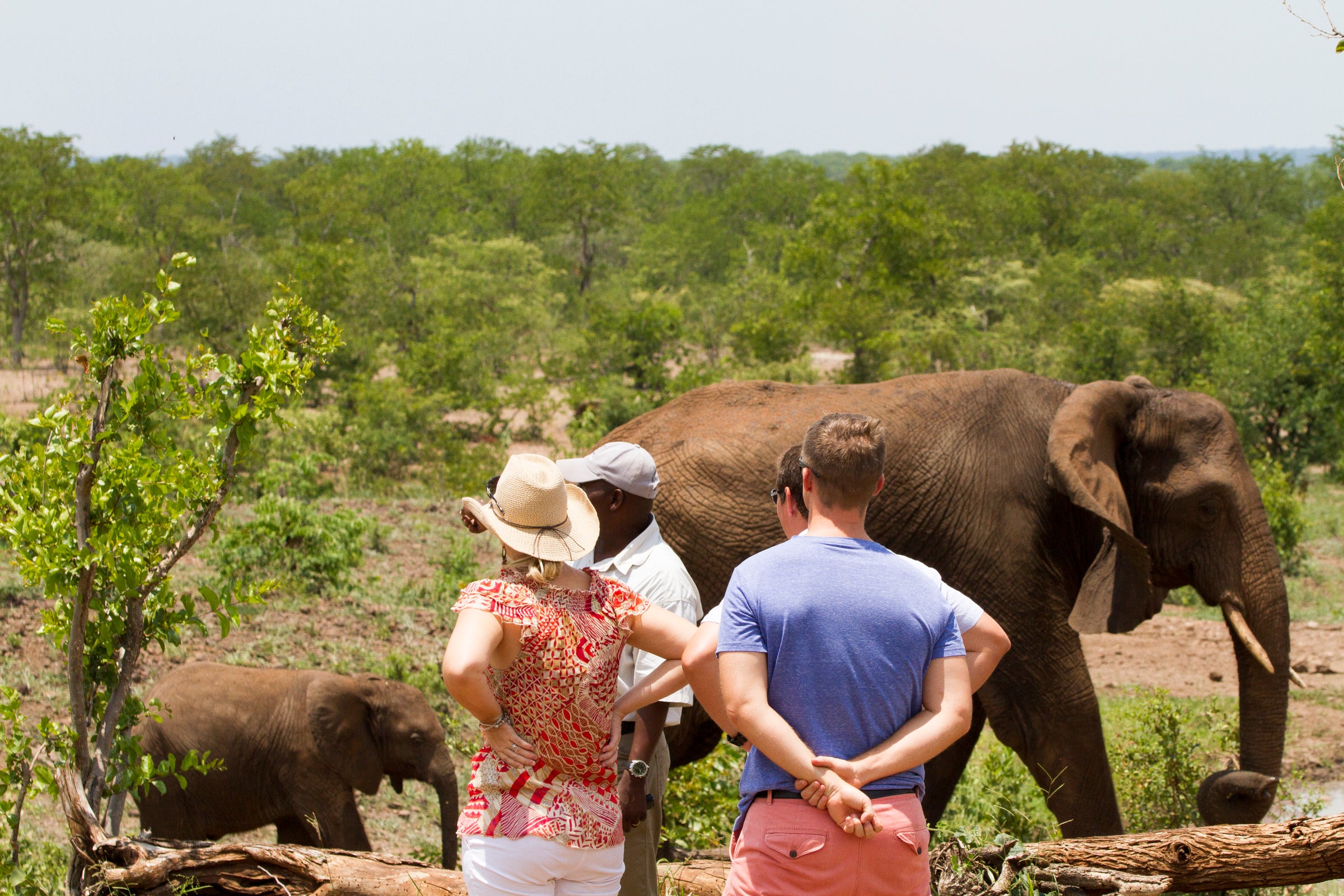 Wild Horizons Elephant Encounter