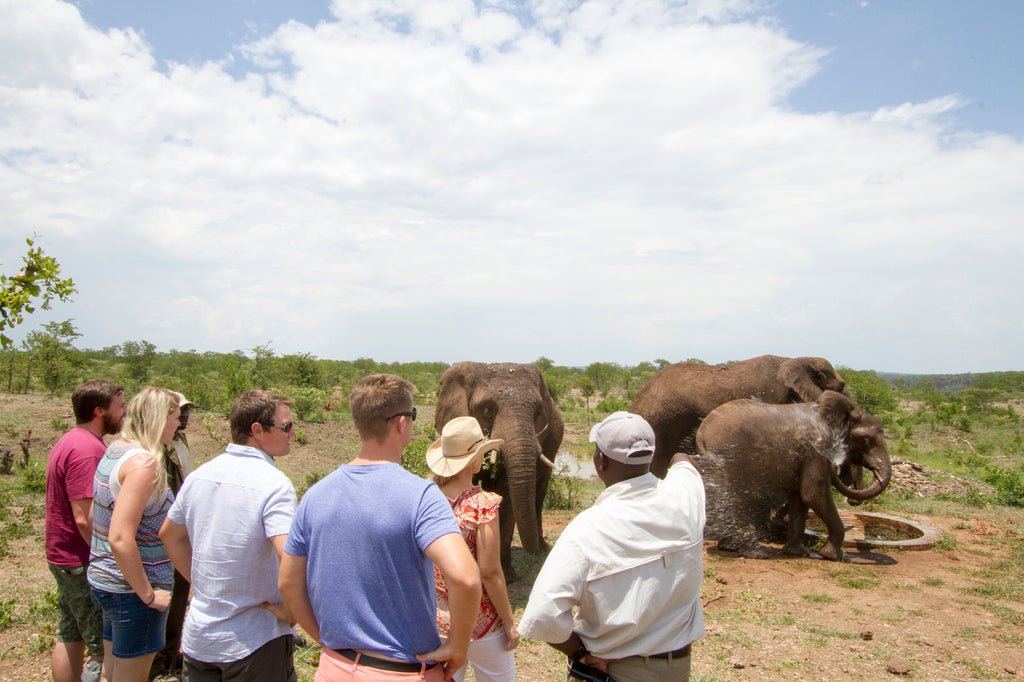 Wild Horizons Elephant Encounter
