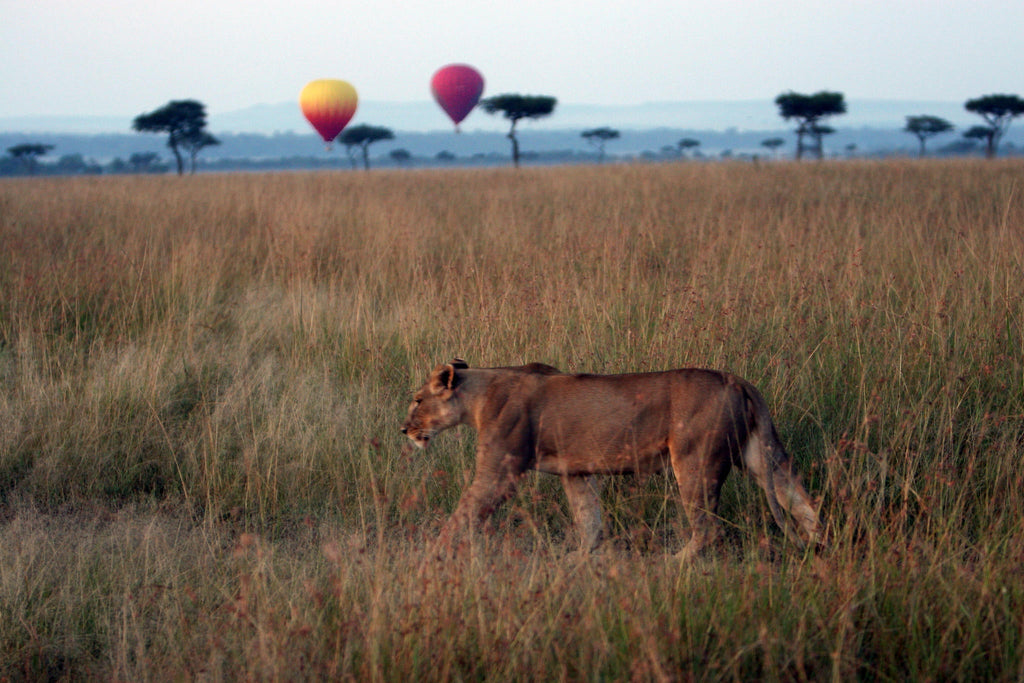 Balloon safari gallery image 5