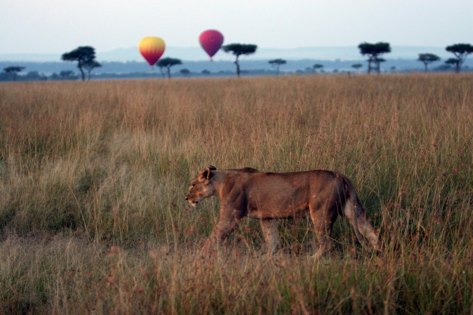 Balloon safari gallery image 5