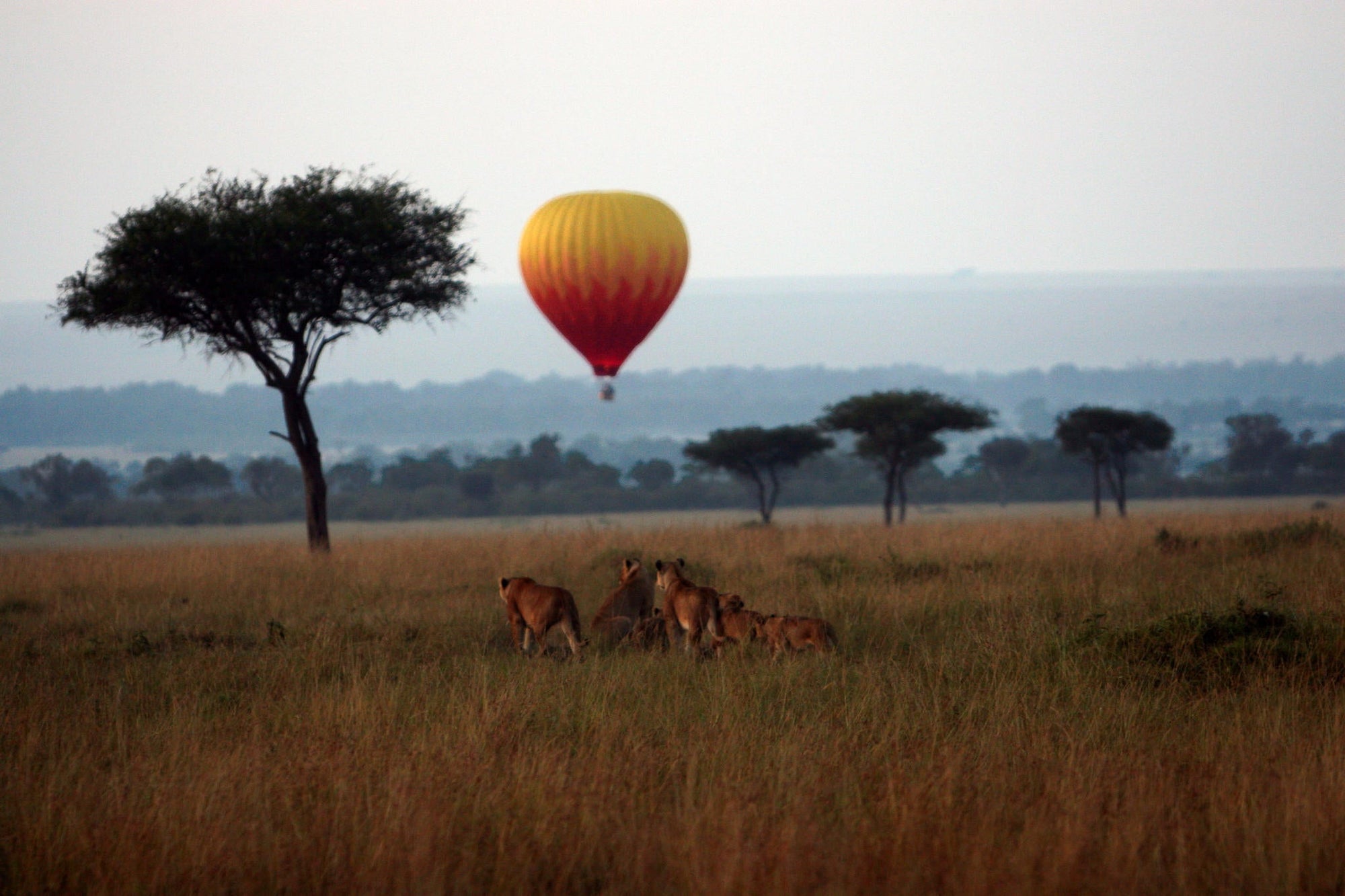 Balloon safari gallery image 9