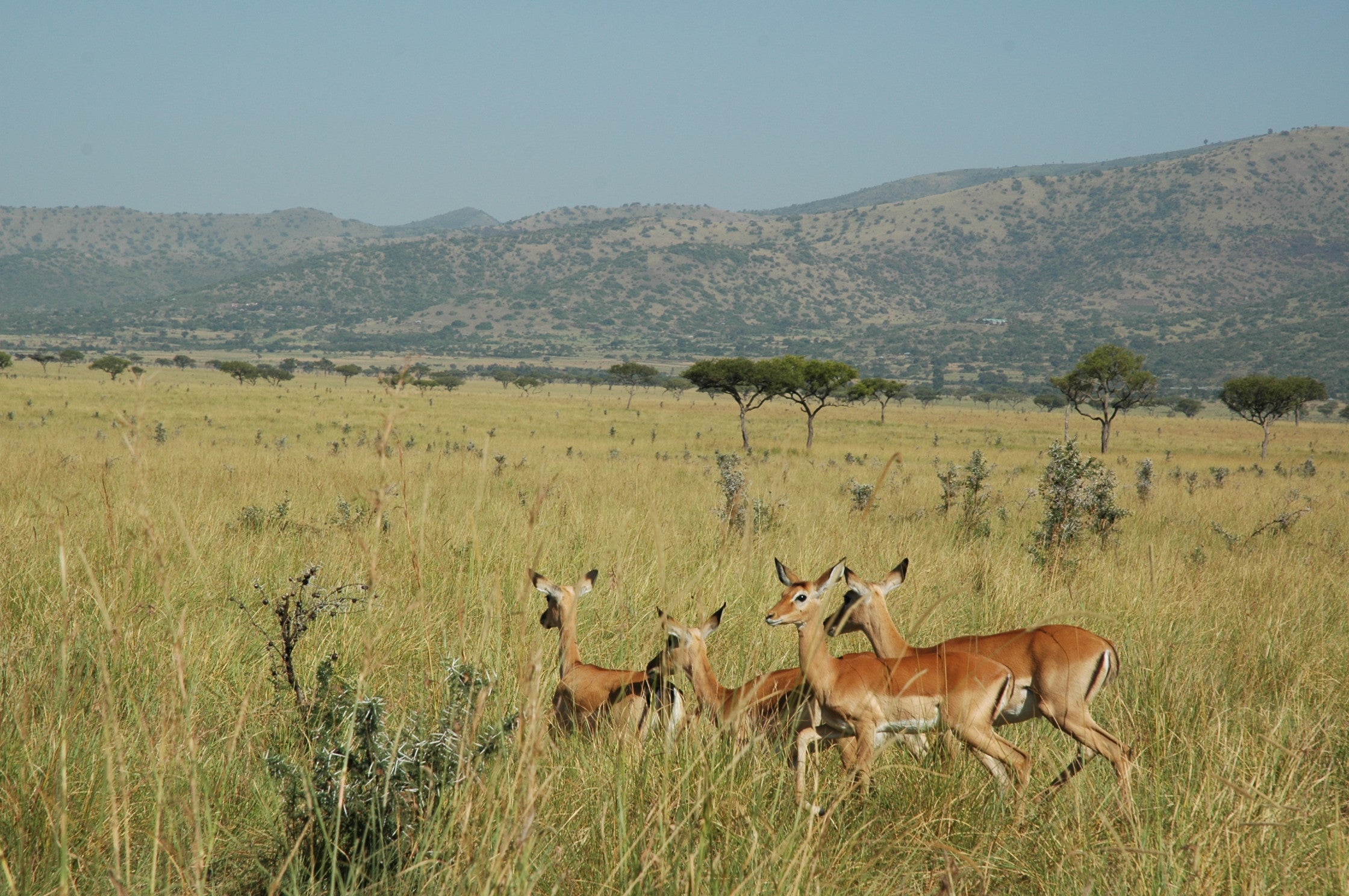 Ruma National Park