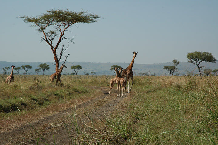 Ruma National Park