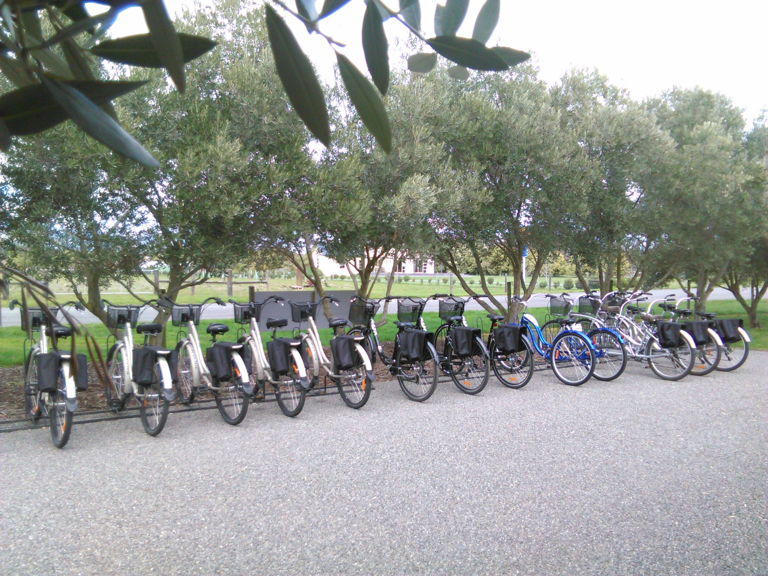 The Steeds