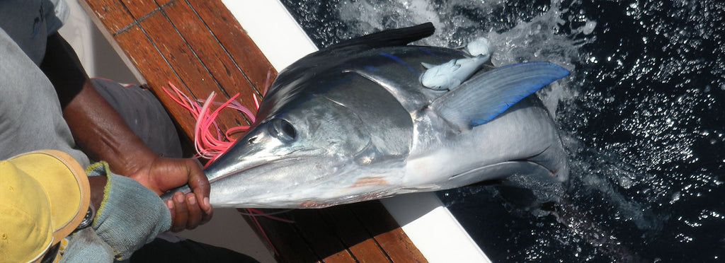 Zanzibar Big Game Fishing
