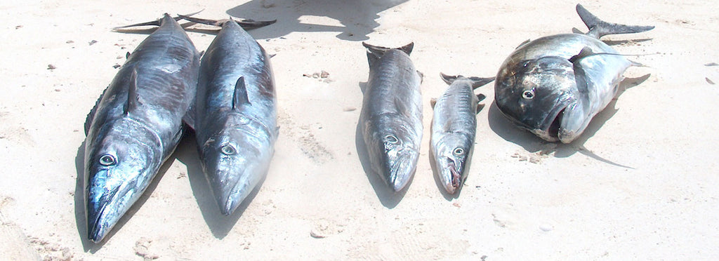 Zanzibar Big Game Fishing