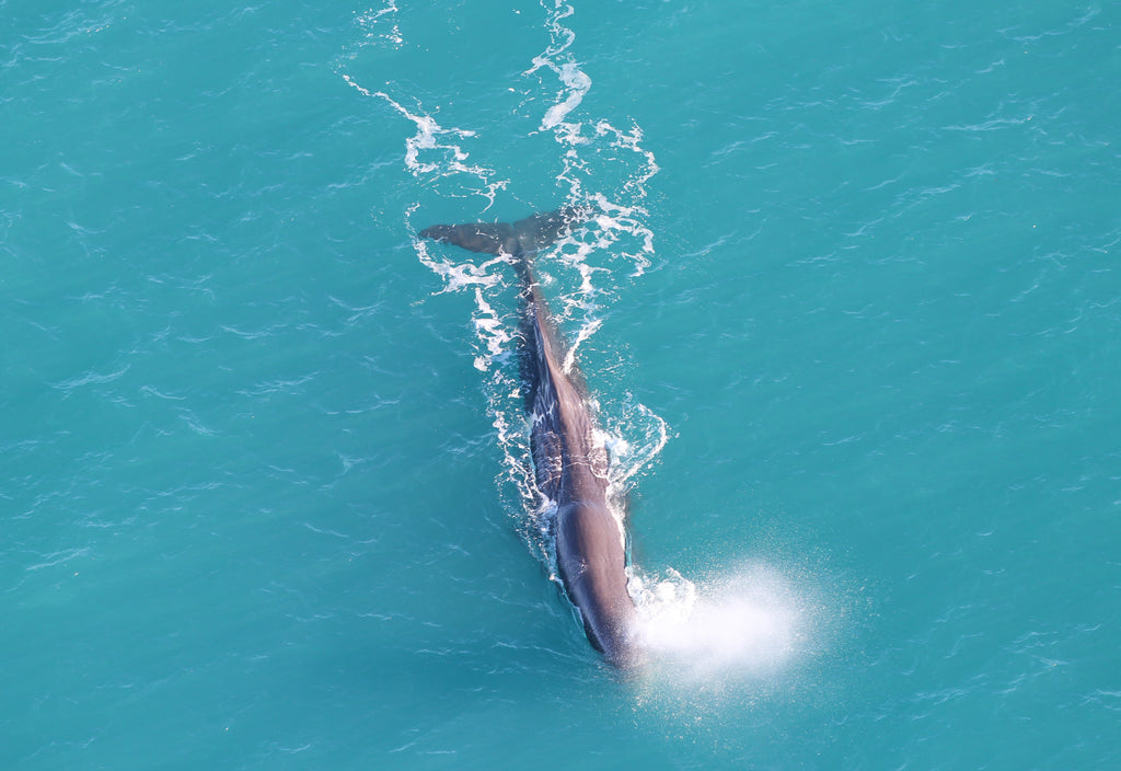 Sperm Whale