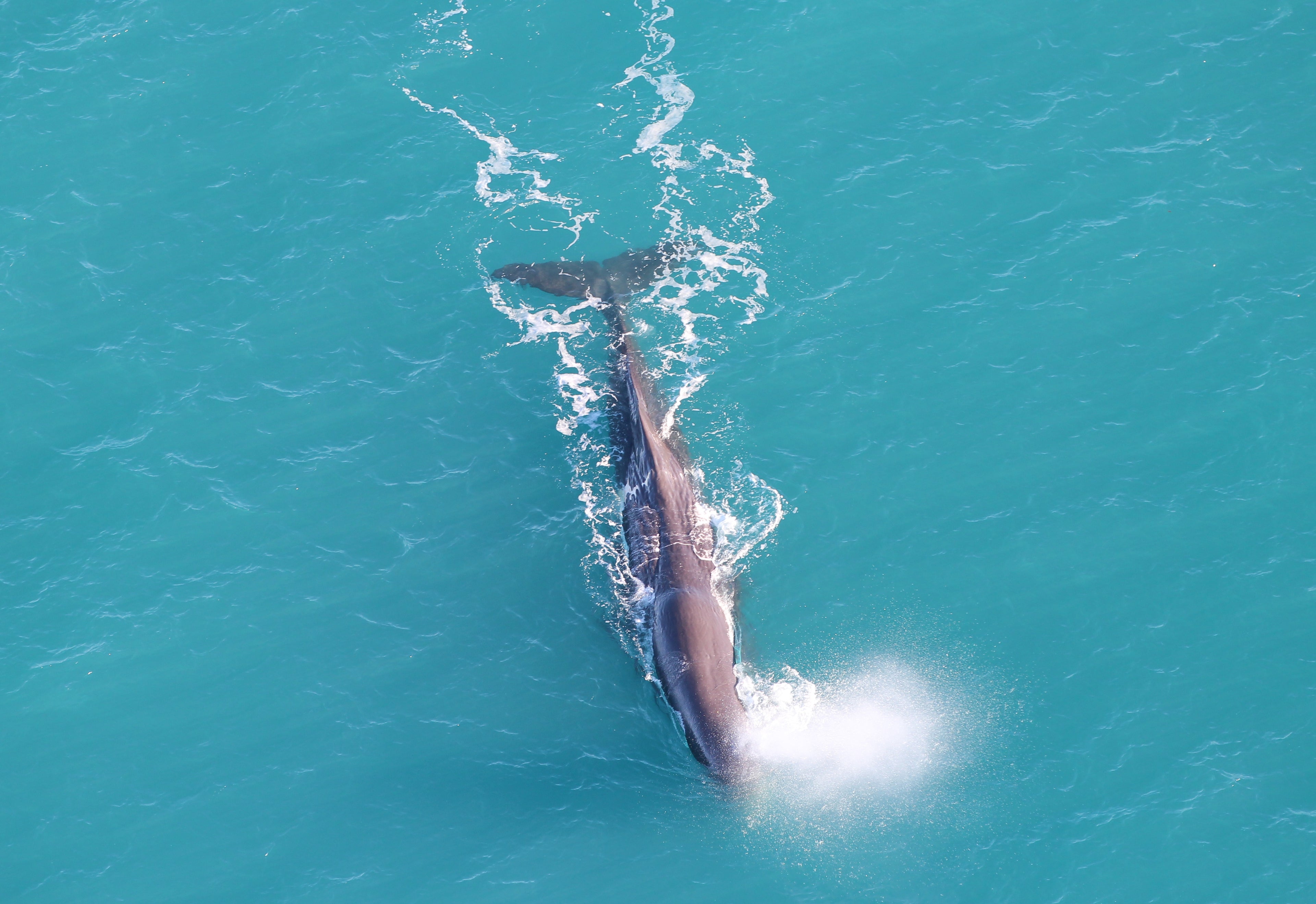 Sperm Whale