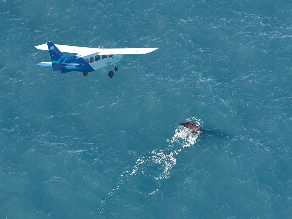 Whale Watching Flight