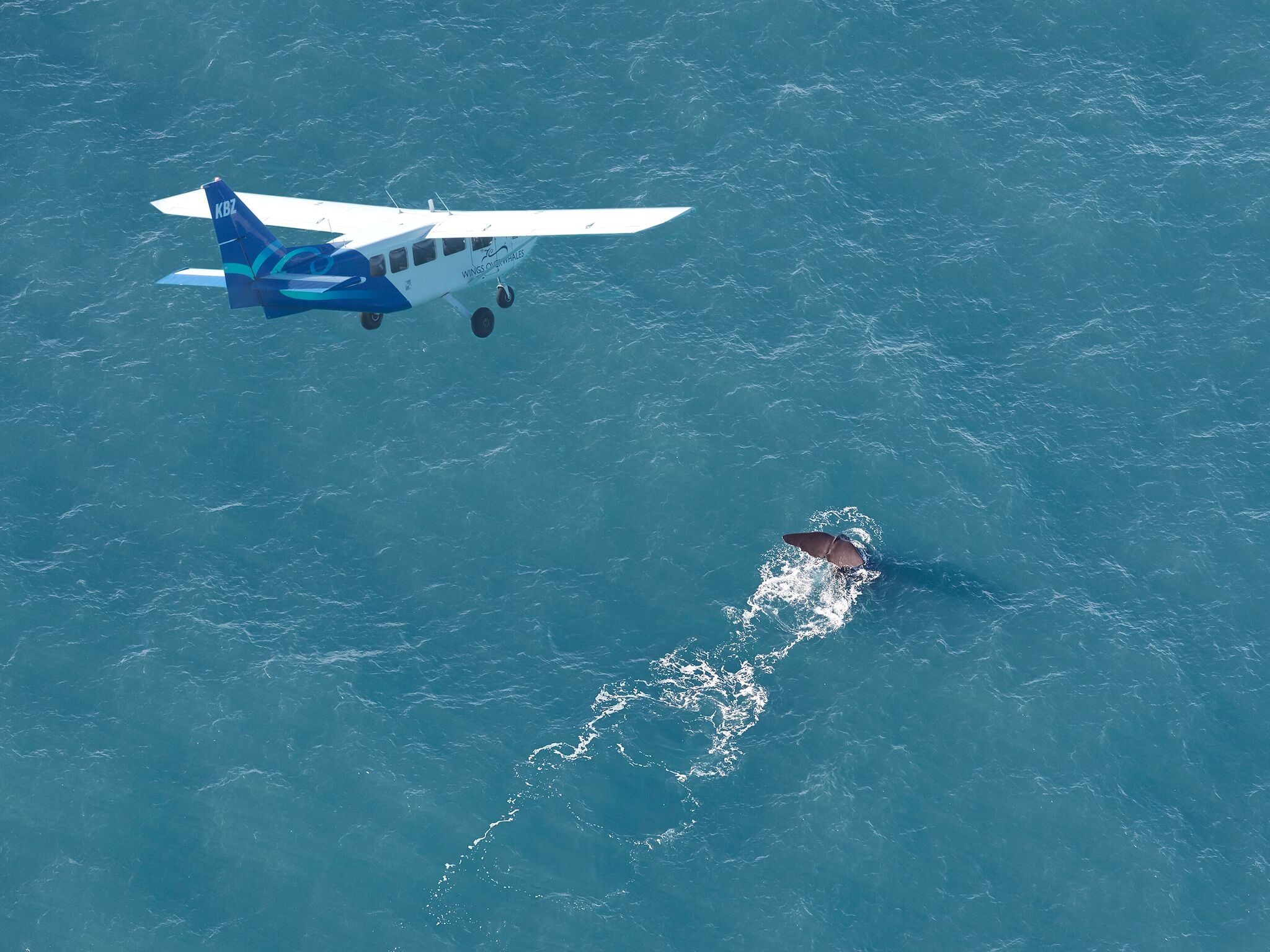 Whale Watching Flight