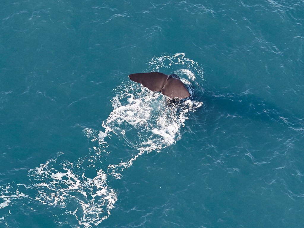 Sperm Whale Tail