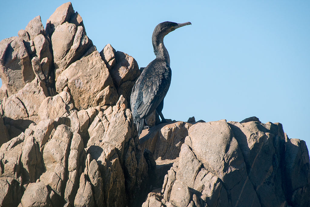 The Knysna estuary is one of the most diverse estuaries in South Africa