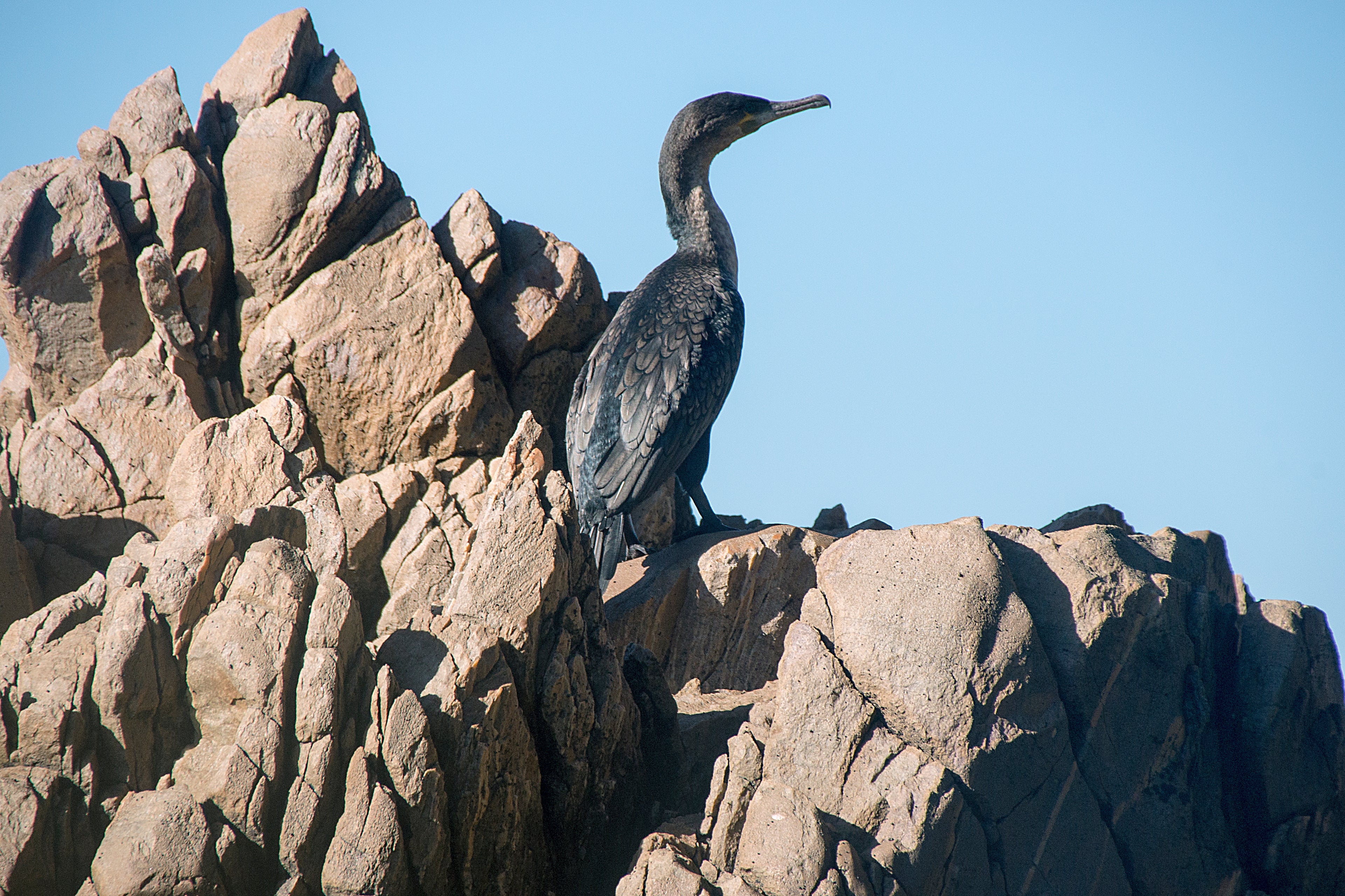 The Knysna estuary is one of the most diverse estuaries in South Africa