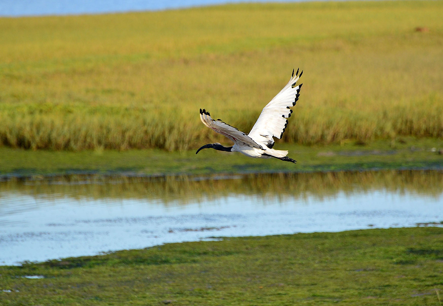 A vast array of Bird life can be experienced on the Knysna estuary