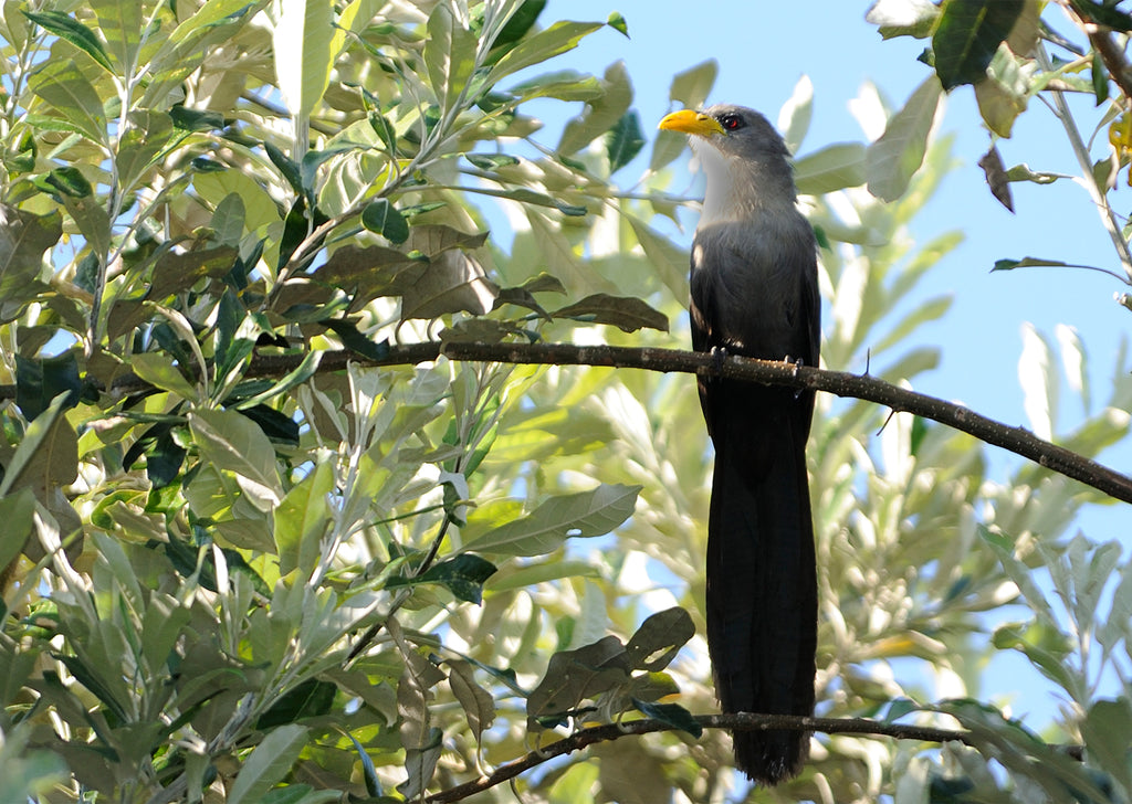 Birdlife