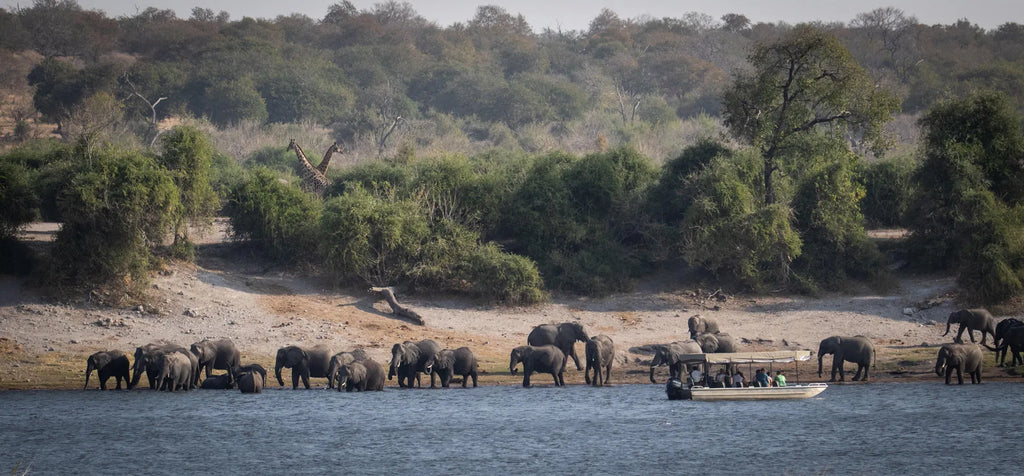 Serondela Boat Cruise at Serondela Lodge, Chobe River Front Namibia, Namibia.