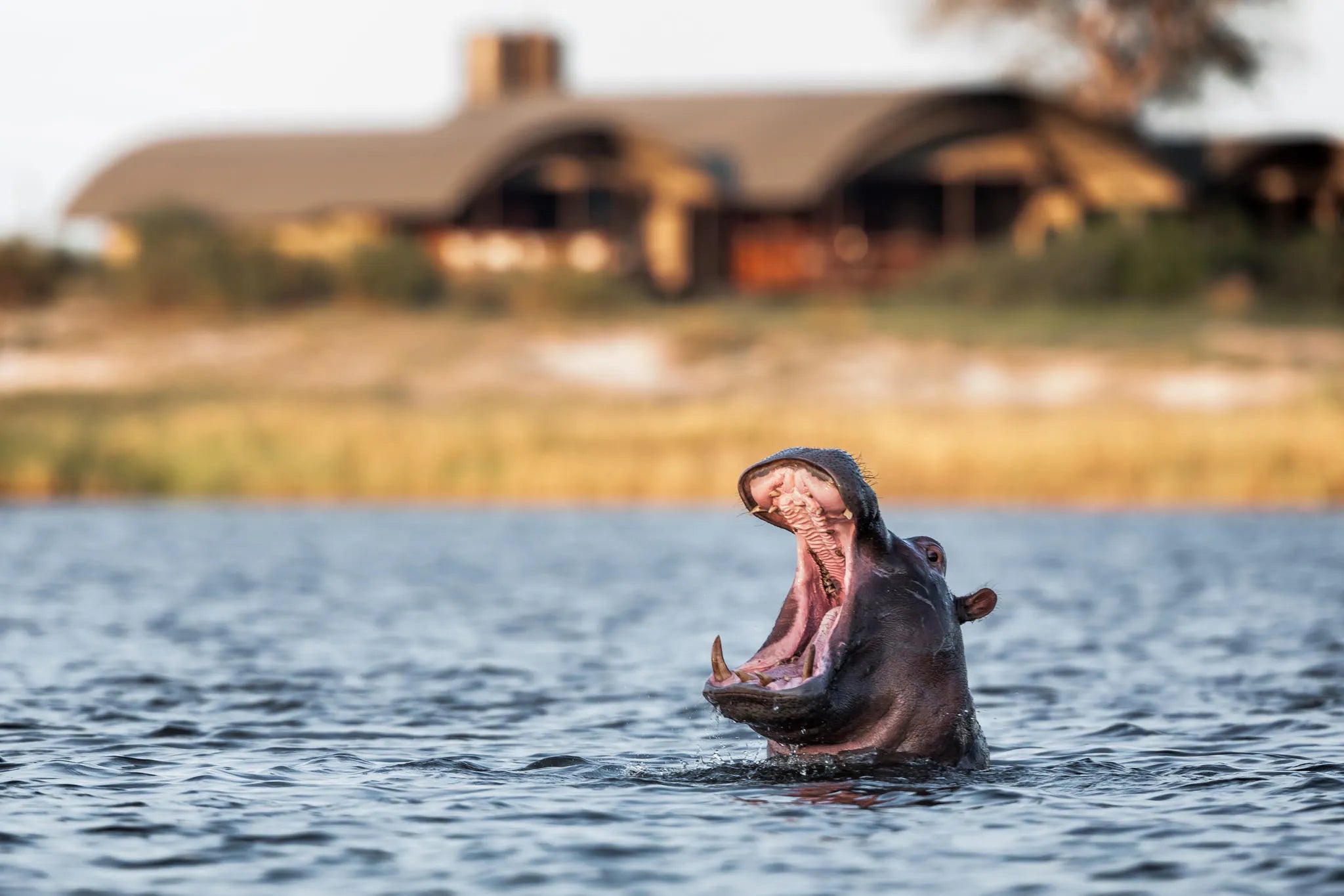 . at Serondela Lodge, Chobe River Front Namibia, Namibia.