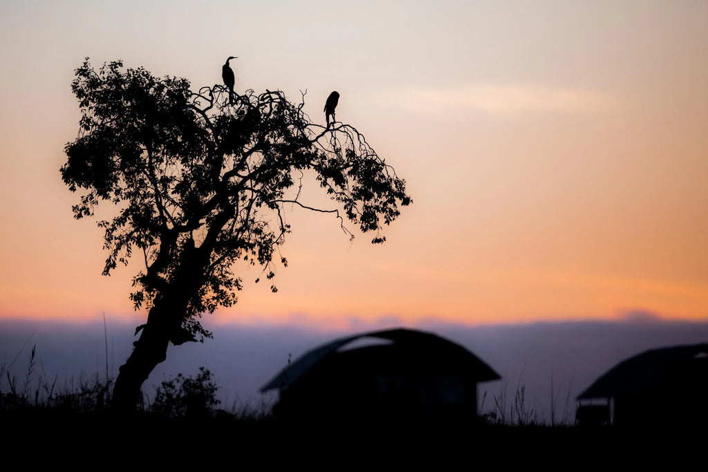 . at Serondela Lodge, Chobe River Front Namibia, Namibia.