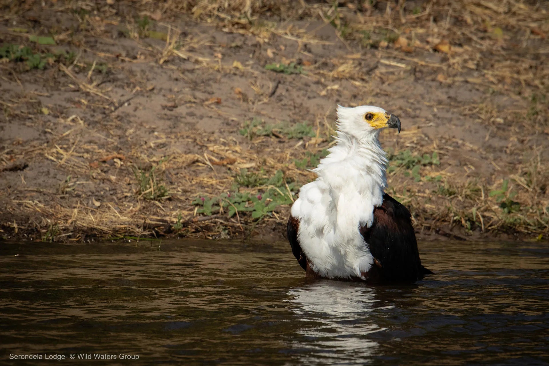 African Fish Eagle at Serondela Lodge, Chobe River Front Namibia, Namibia.
