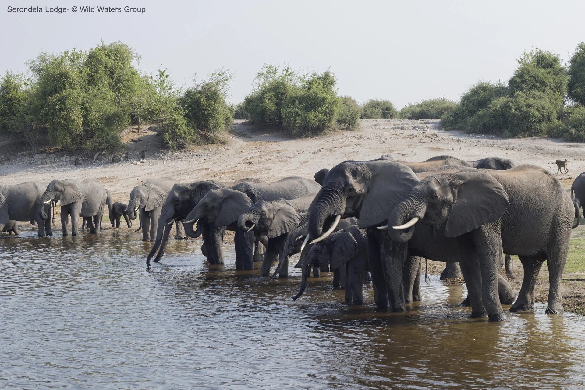 The banks just opposite the Lodge at Serondela Lodge, Chobe River Front Namibia, Namibia.
