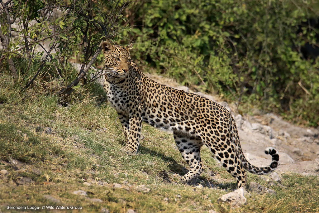Not an unusual sighting at Serondela at Serondela Lodge, Chobe River Front Namibia, Namibia.