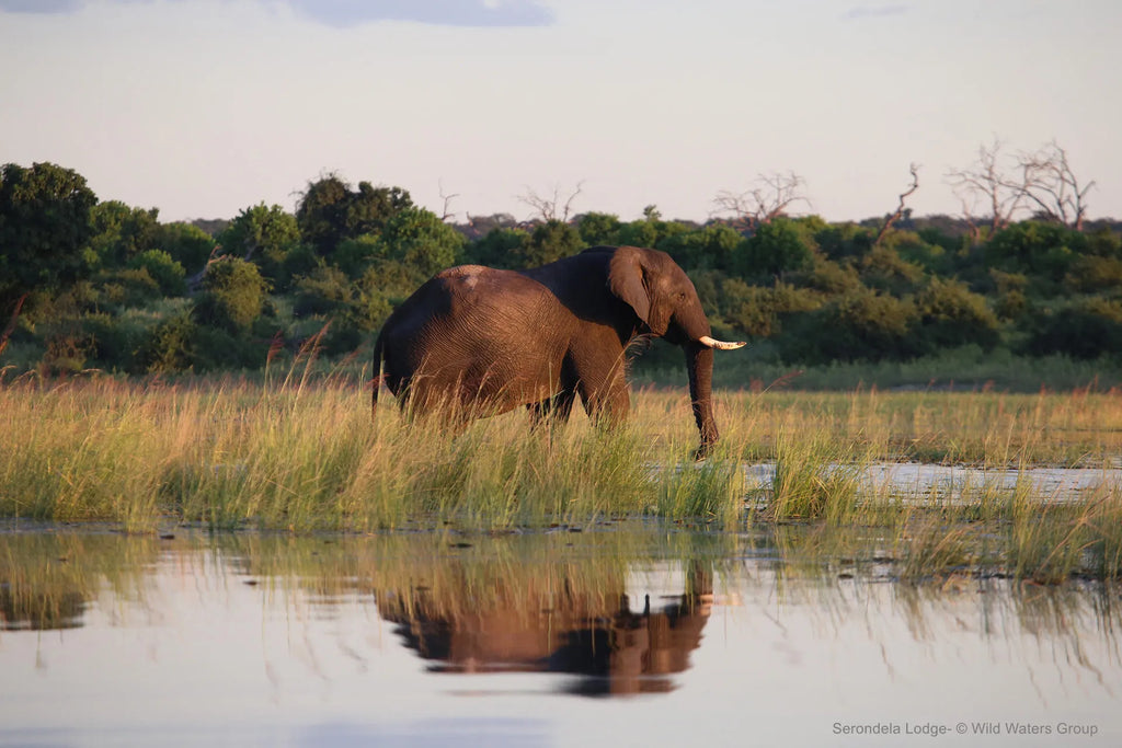 Along the river at Serondela Lodge, Chobe River Front Namibia, Namibia.
