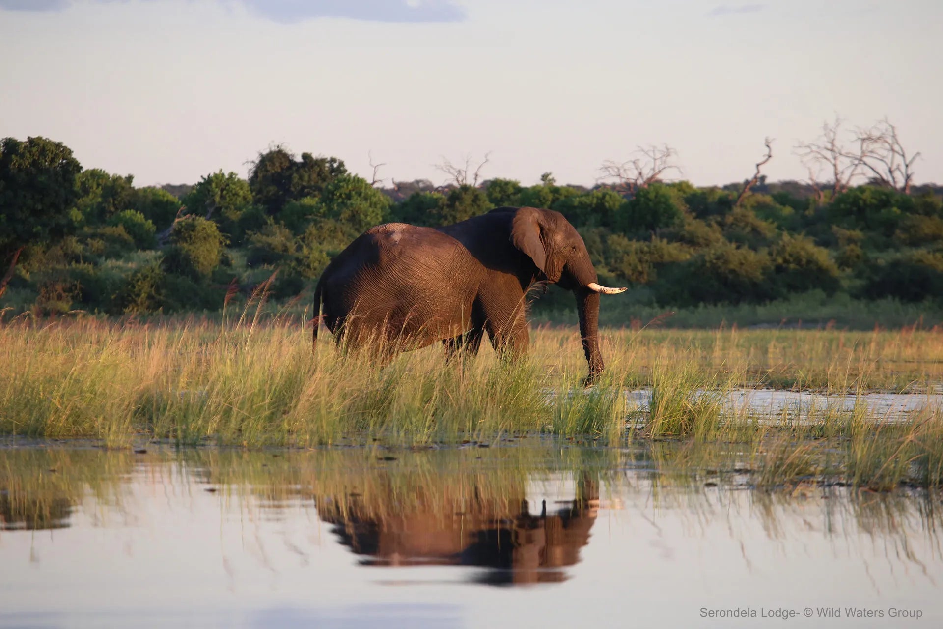 Along the river at Serondela Lodge, Chobe River Front Namibia, Namibia.