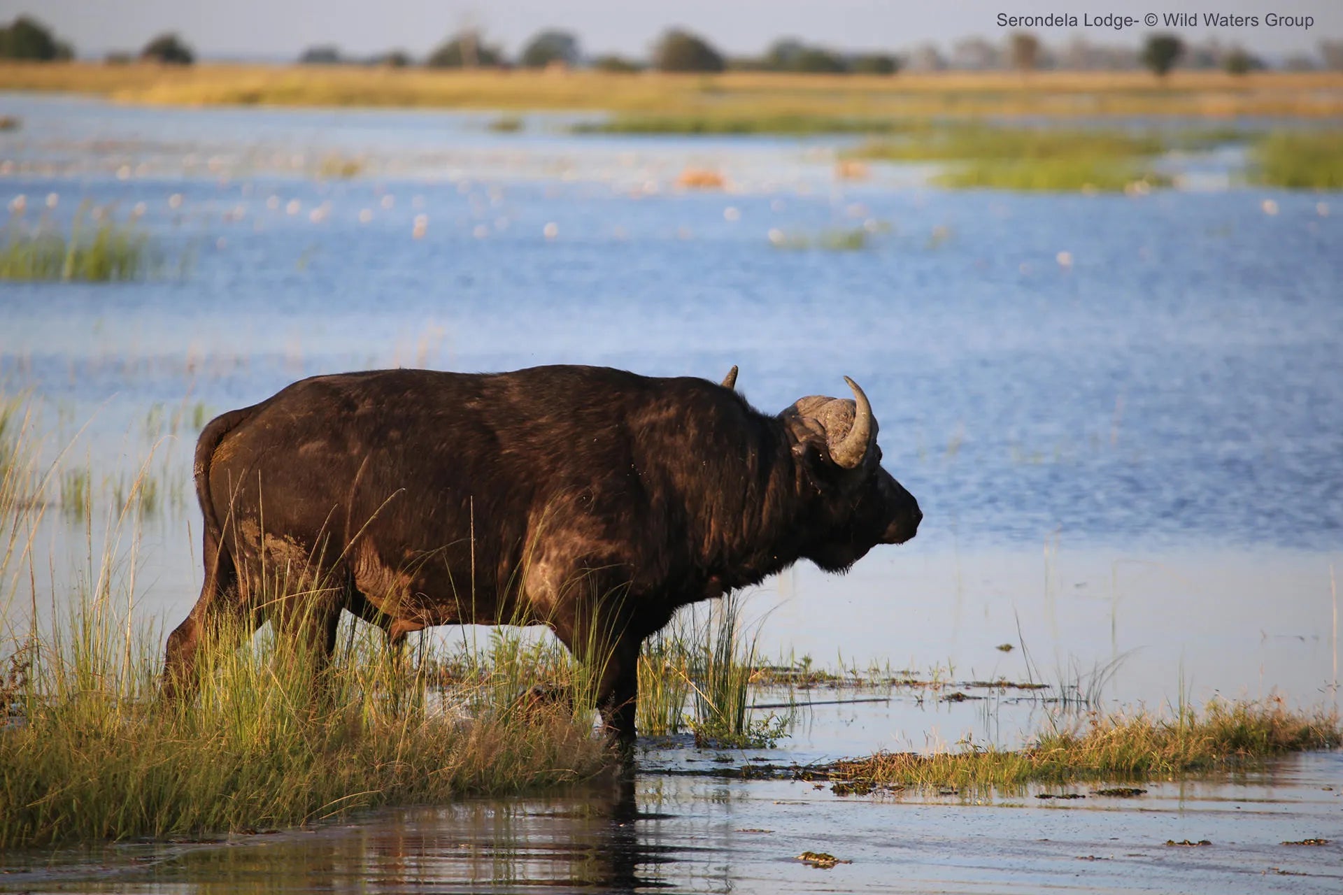 Buffalo at Serondela Lodge, Chobe River Front Namibia, Namibia.