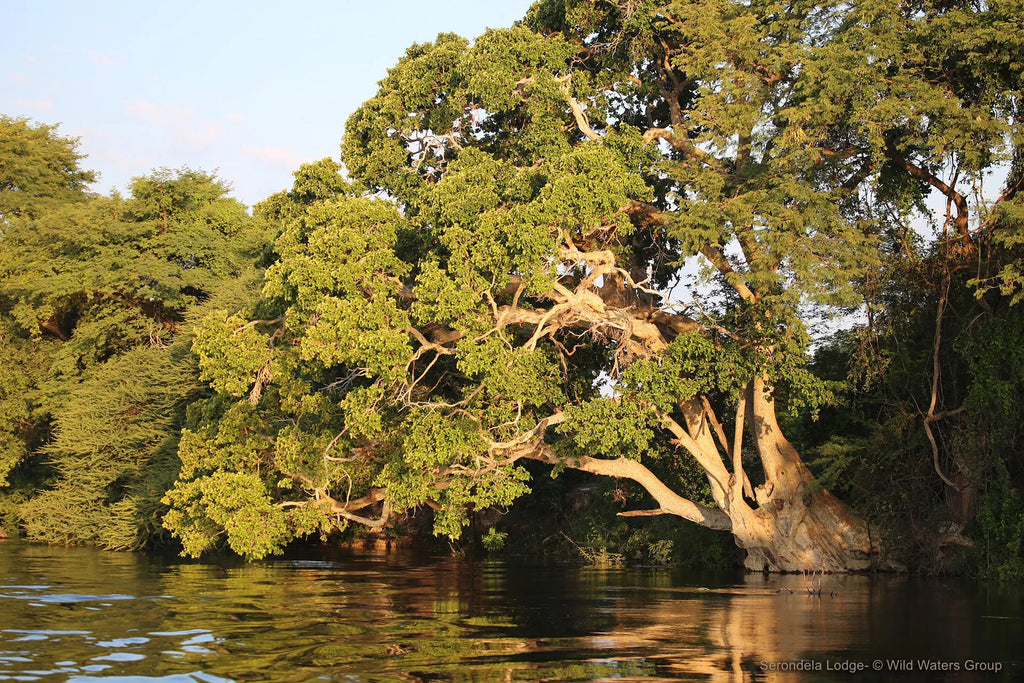 Serondela trees at Serondela Lodge, Chobe River Front Namibia, Namibia.