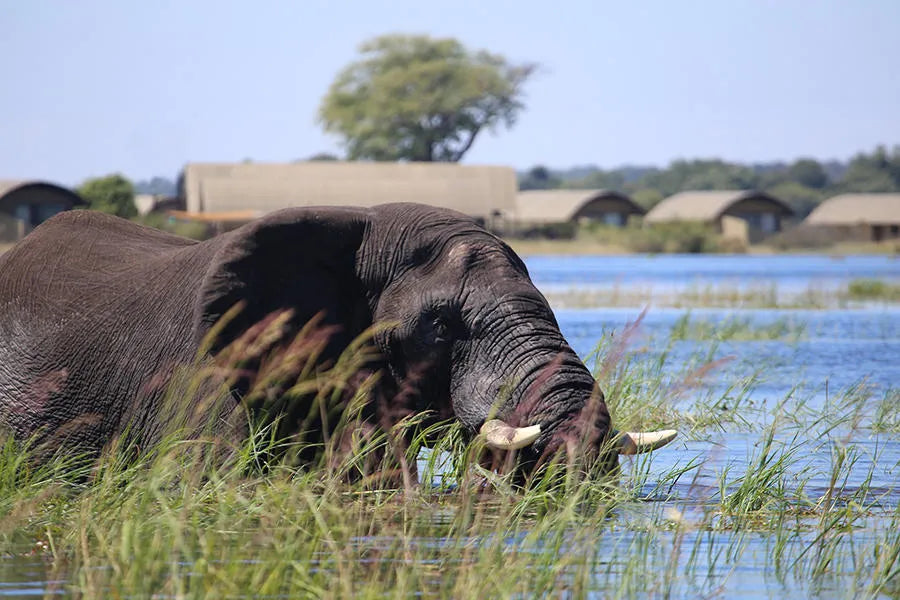 Elephant with in the background at Serondela Lodge, Chobe River Front Namibia, Namibia.
