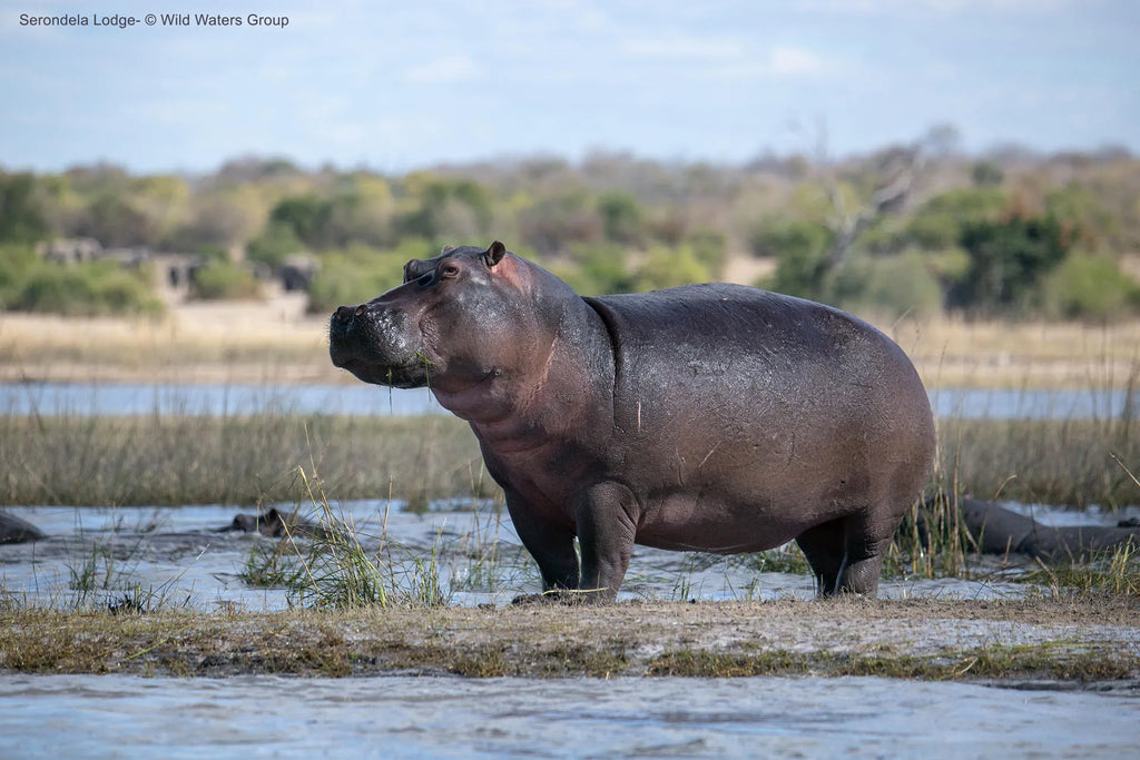 Hippo on the Chobe river banks at Serondela Lodge, Chobe River Front Namibia, Namibia.