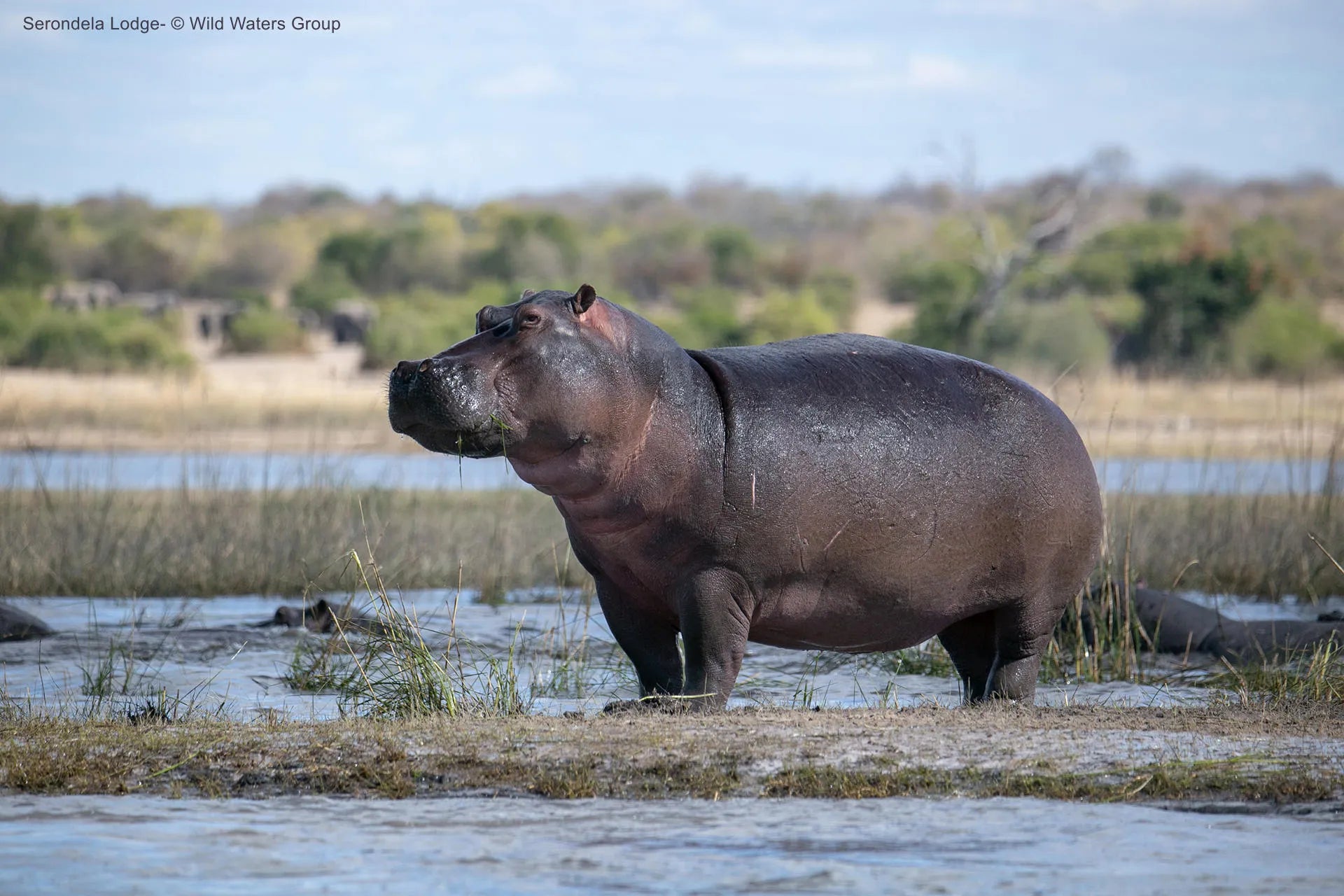 Hippo on the Chobe river banks at Serondela Lodge, Chobe River Front Namibia, Namibia.