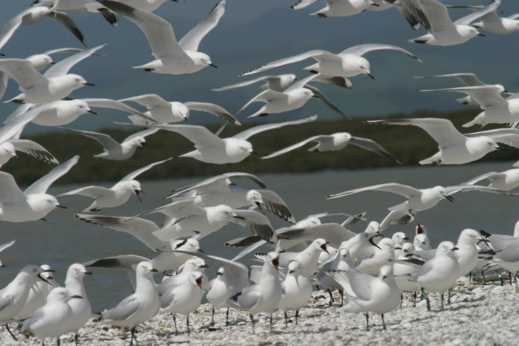 Pukorokoro Miranda Shorebird Centre