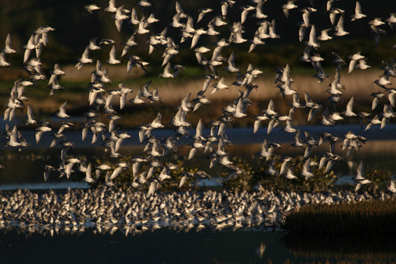 Pukorokoro Miranda Shorebird Centre