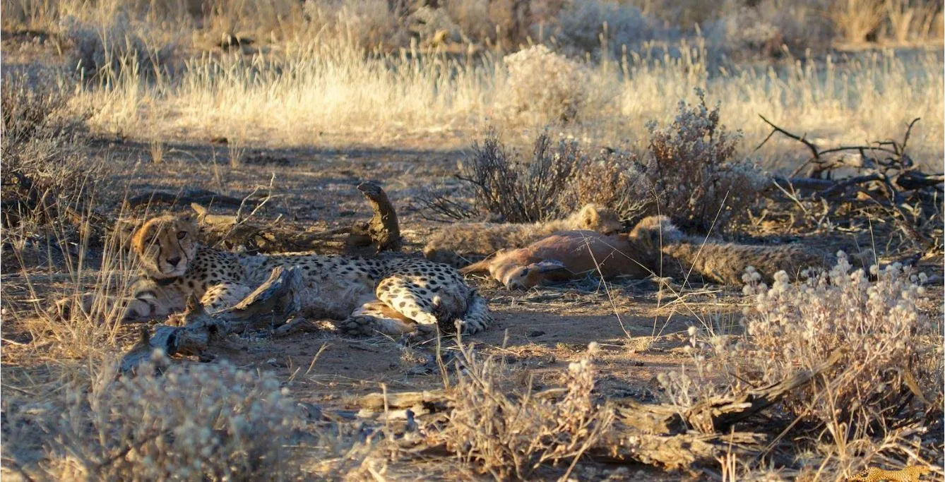 Cheetah Conservation Fund Cheetah Drive