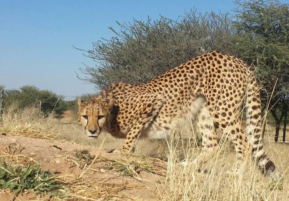 Cheetah Conservation Fund Cheetah Drive, Waterberg Region, Namibia featured image.