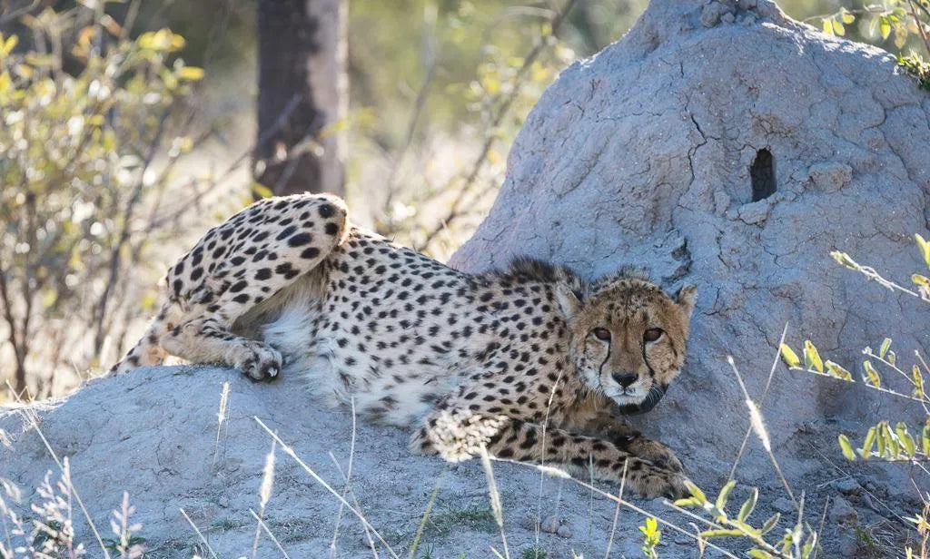 Cheetah Conservation Fund Cheetah Drive, Waterberg Region, Namibia gallery image 3.