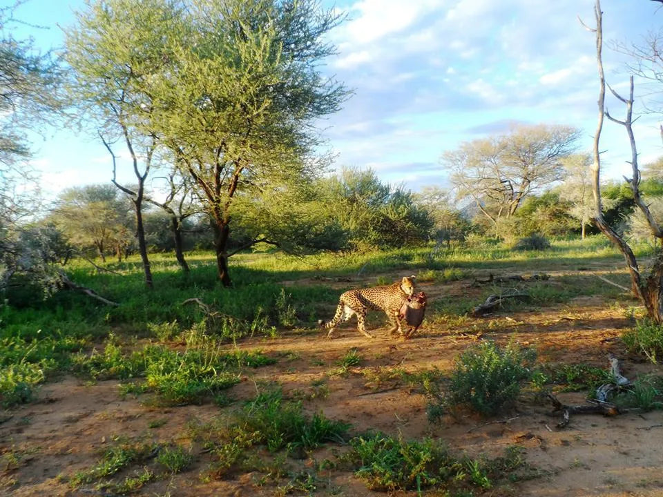 Cheetah Conservation Fund Cheetah Drive, Waterberg Region, Namibia gallery image 4.
